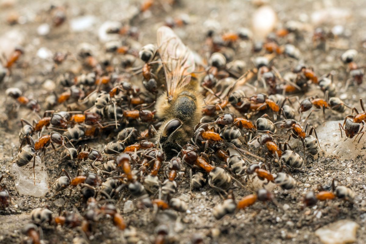 Fourmis sur le sol