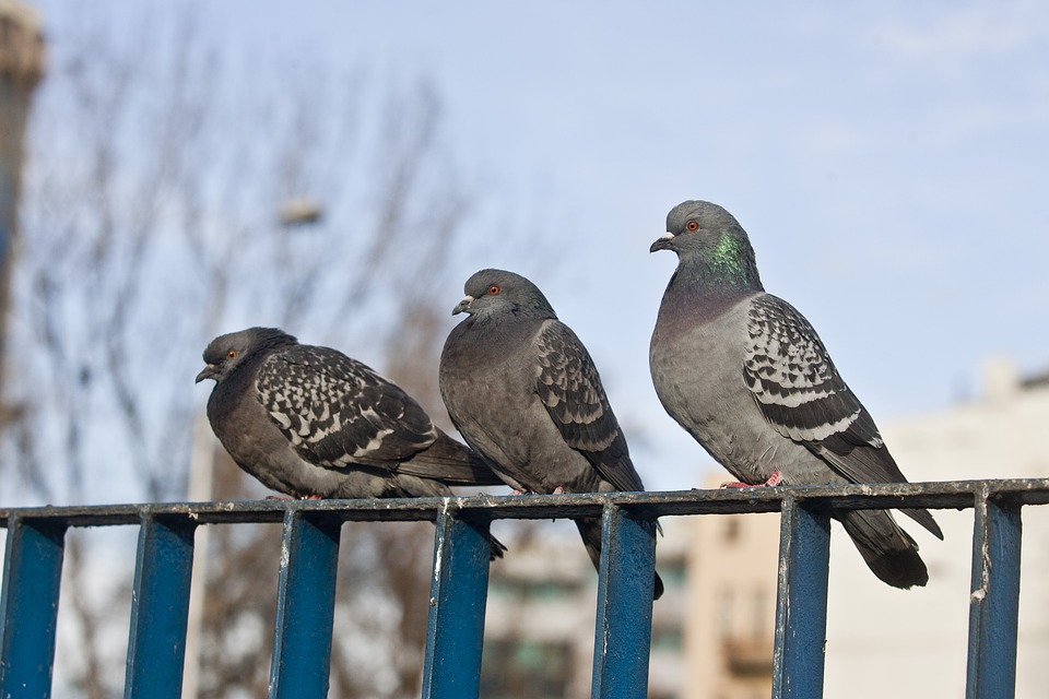 Pigeons sur un balcon